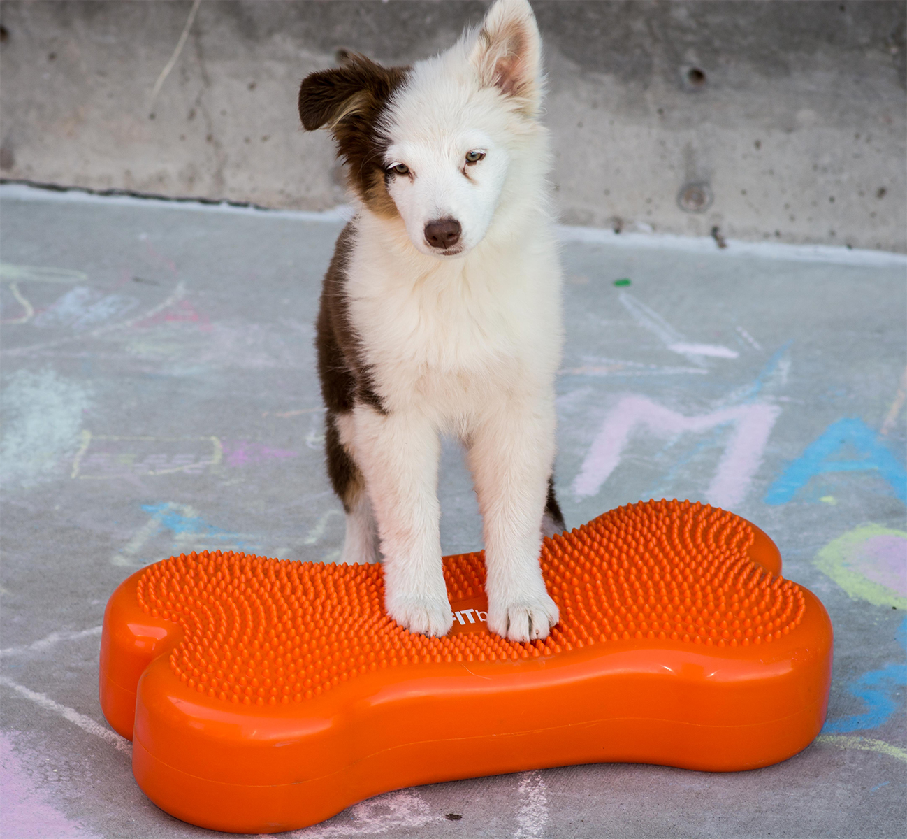 K9FITbone -58 x 29 x 10 cm, Razzleberry